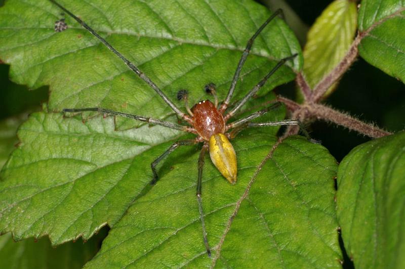 Cheiracanthium_erraticum_D5010_Z_91_Les Gris_Frankrijk.jpg